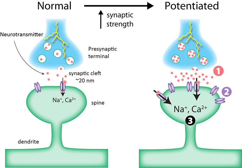 LTP Plasticity